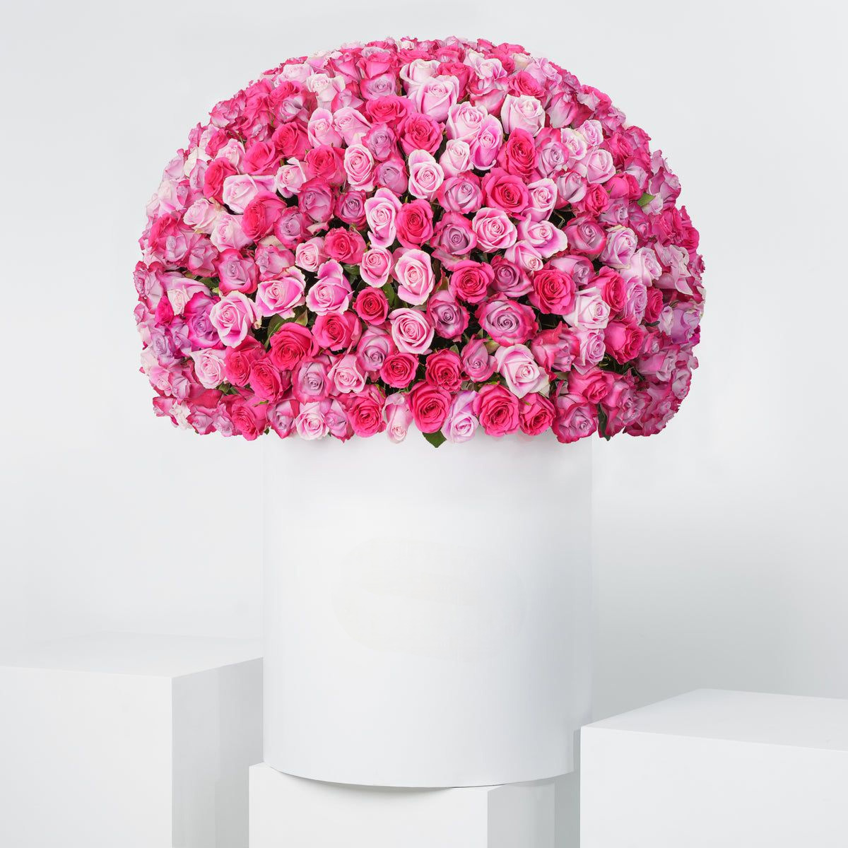 Blush Roses XXL