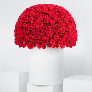 Red Roses XXL