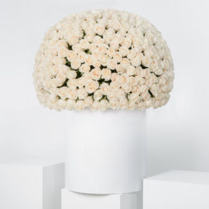 White Roses XXL